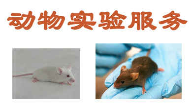 动物尝试服务