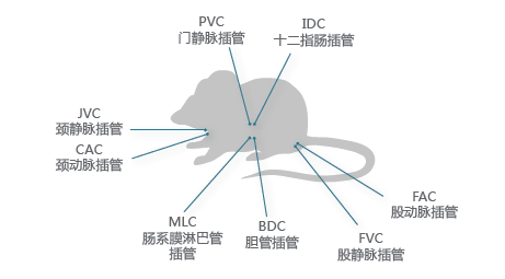 药代动力学-幼动物服务