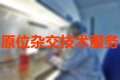 原位杂交技术的分类有哪些？