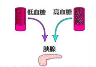 葡萄糖激酶(GK)与血糖稳态：糖尿病医治靶点解析