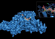 Science沉磅！一种“分子剪刀”若何成为COVID-19药物的沉要靶标？