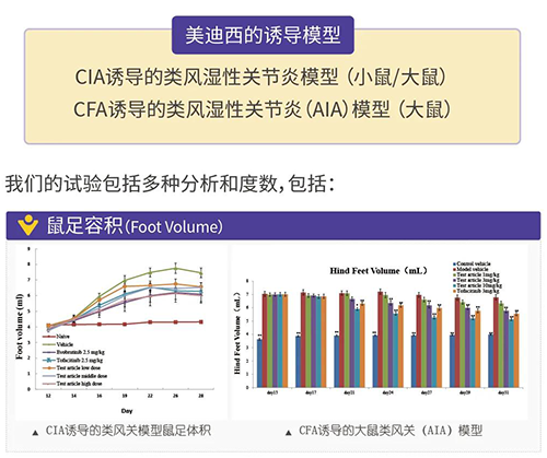 JDB电子诱导的类风湿性关节炎模型