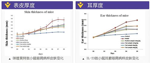 幼鼠银屑病样皮肤变动