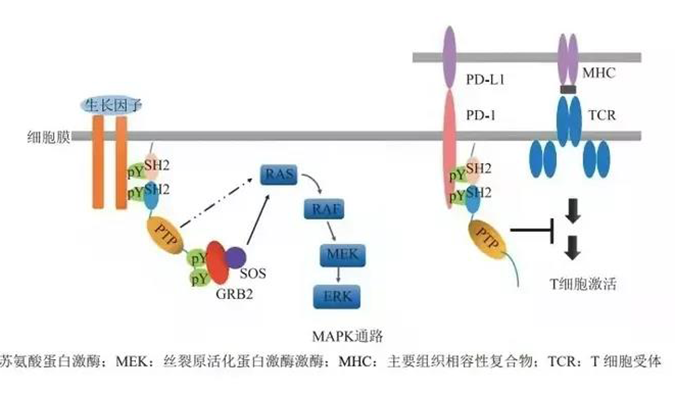 晚期恶性肿瘤患者的福音，SHP2变构抑造剂RG001片获批临床.png