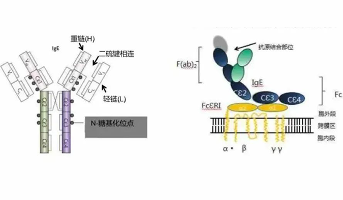 JDB电子助力 | 济民可信lgE抗体药物JYB1904获批临床