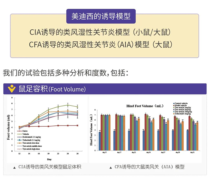 JDB电子诱导的类风湿性关节炎模型-1.png