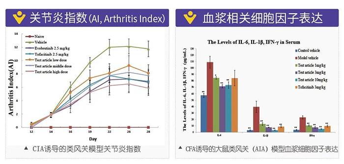 JDB电子诱导的类风湿性关节炎模型-2.png