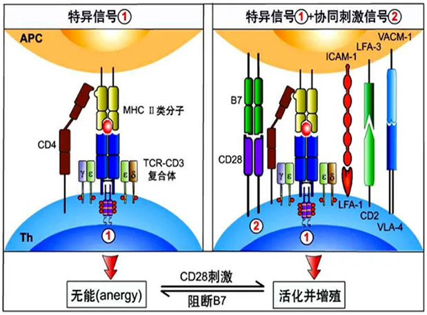 JDB电子助力 | 国内CD19×CD3×CD28三特异性抗体获FDA默示许可
