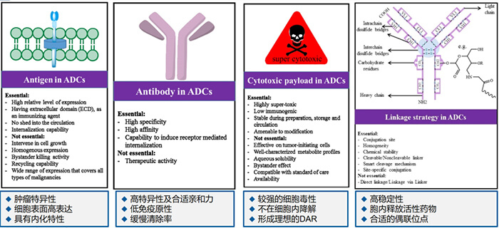 ADC药物各组分成药性的重要思考重点.jpg