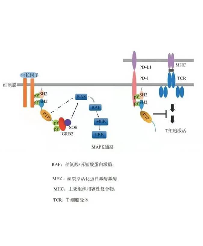 JDB电子助力凌达生物SHP2变构抑造剂RG001片获批临床.jpg
