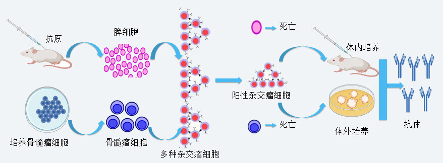JDB电子抗体开发技术