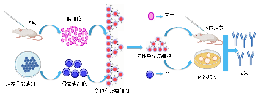 JDB电子抗体开发平台.png