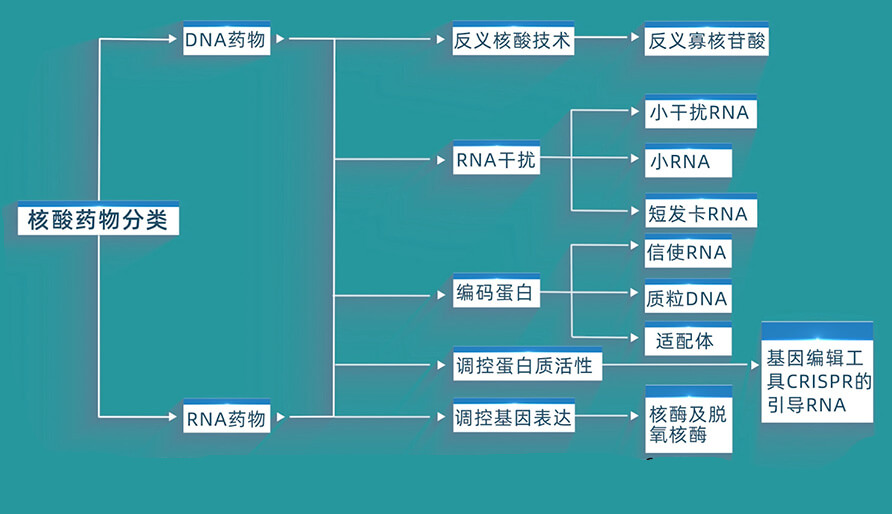 核酸药物的分类有哪些？