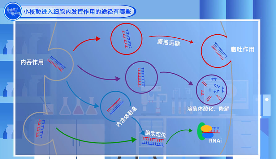 幼核酸进入细胞内阐扬作用的蹊径有哪些？