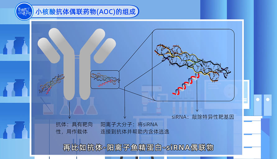 幼核酸抗体偶联药物（AOC）的组成
