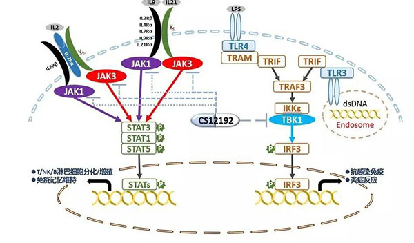 自身免疫疾病或迎新疗法！JDB电子助力微芯生物CS12192获批FDA.jpg