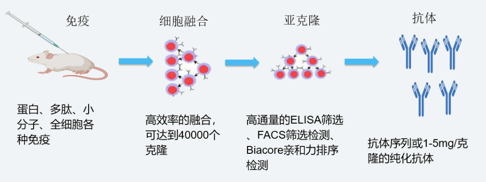 JDB电子杂交瘤技术平台开发流程