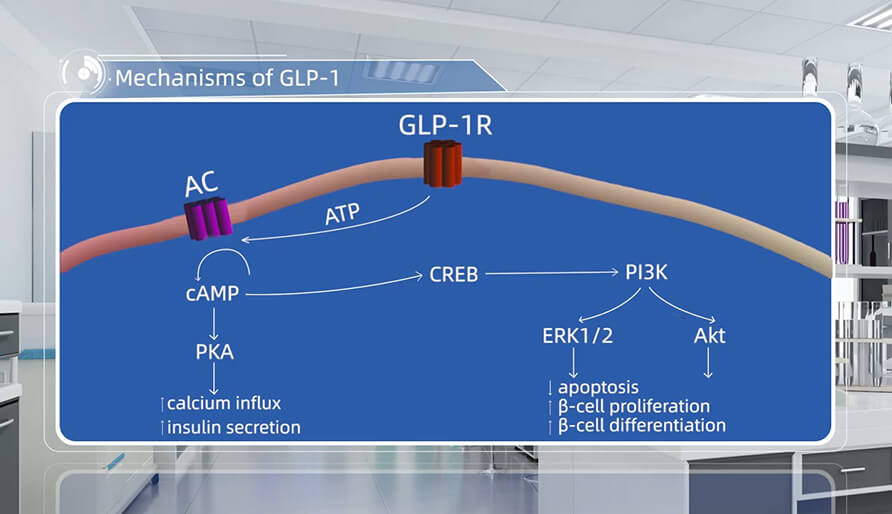 GLP-1 作用机造