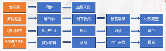 组织病理学钻研的工作流程.jpg