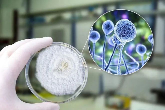 JDB电子助力 | 祥根生物首款创新药SG1001口服片剂中国IND获批
