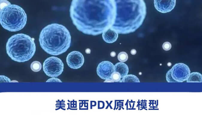 JDB电子PDX模型.jpg