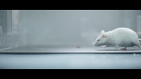 04.gif