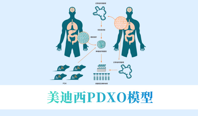 尝试猴要退？肿瘤研发何去何从？看JDB电子PDXO模型若何接棒